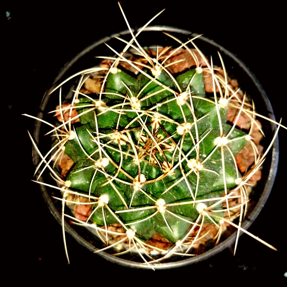 Photograph by César Choto