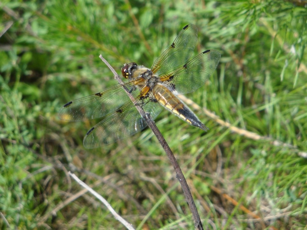 Photograph by Ольга Харламова