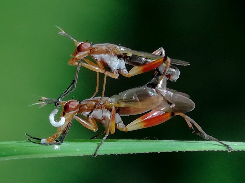 Mating beauty