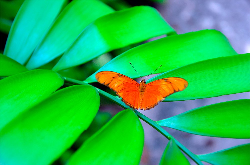 Photograph by Benigno Castro