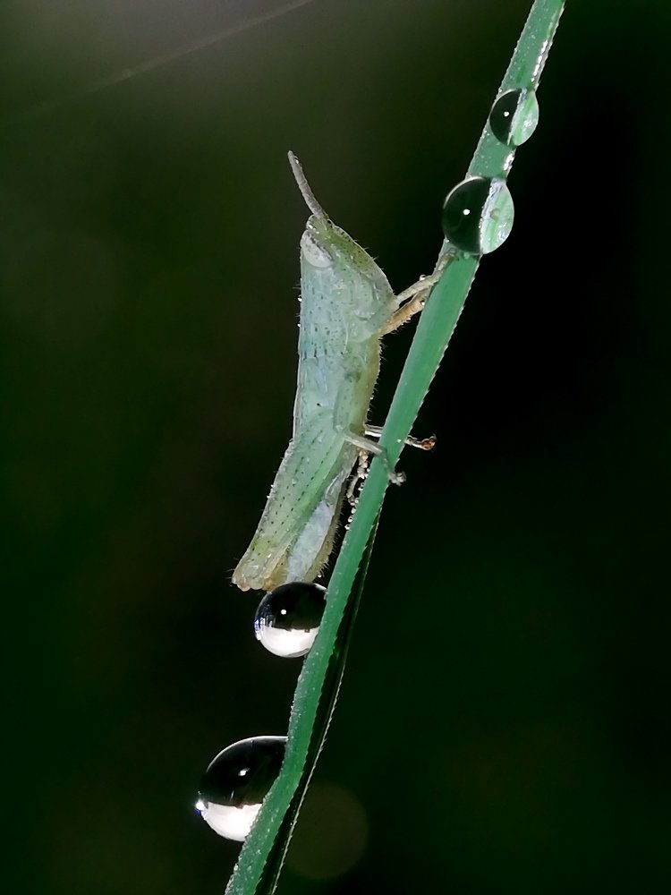 Grasshopper