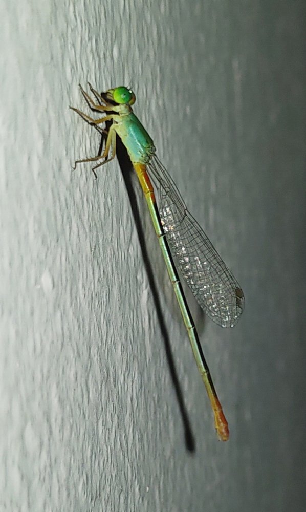 Dragonfly