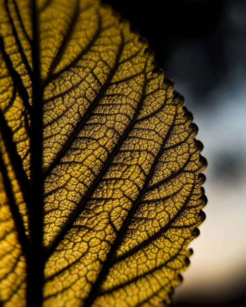 Photograph by Gourav Yadav