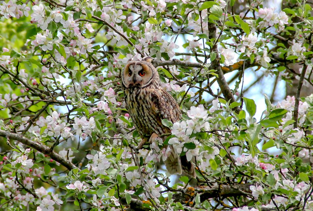 Photograph by Igor Tseskidov
