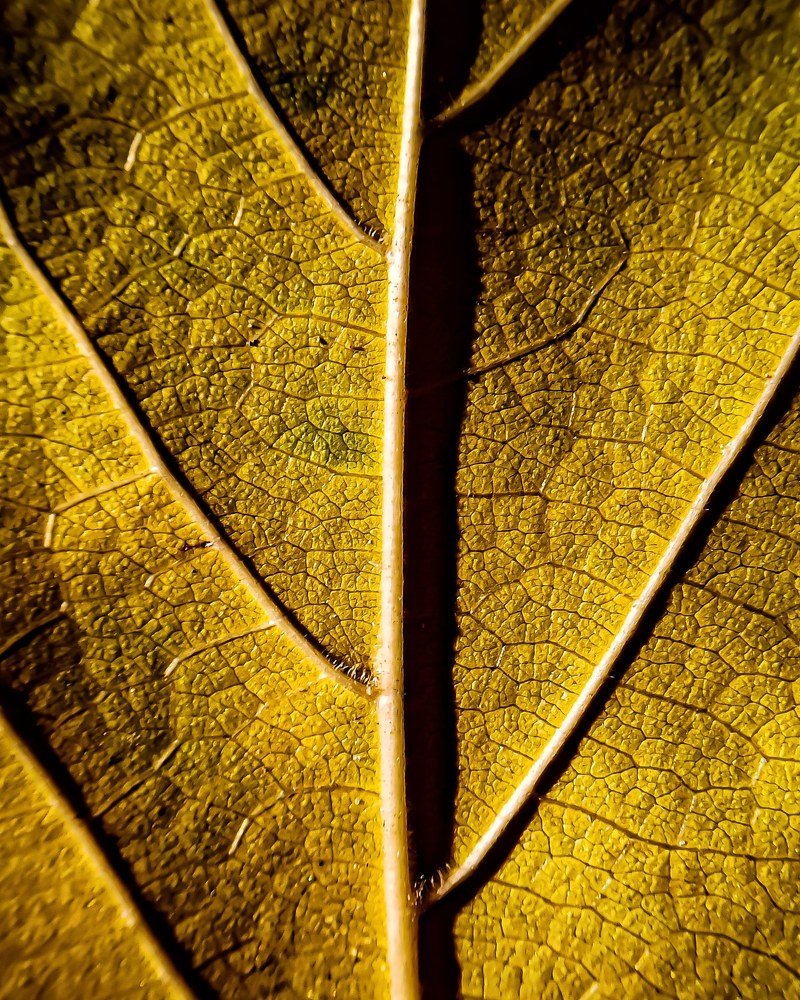 Photograph by Gourav Yadav