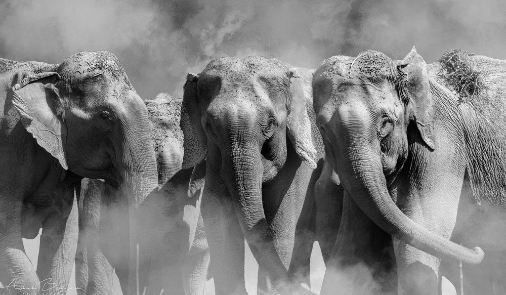 Photograph by Ashok Behera