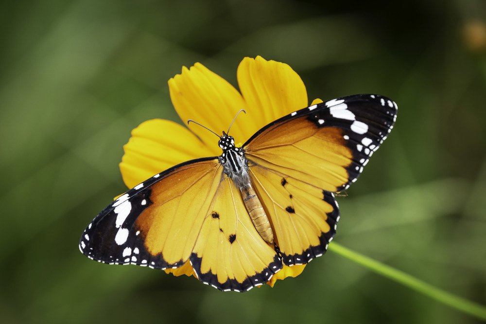 Photograph by Ajay Pangil