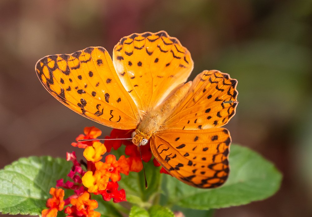 Photograph by Ajay Pangil