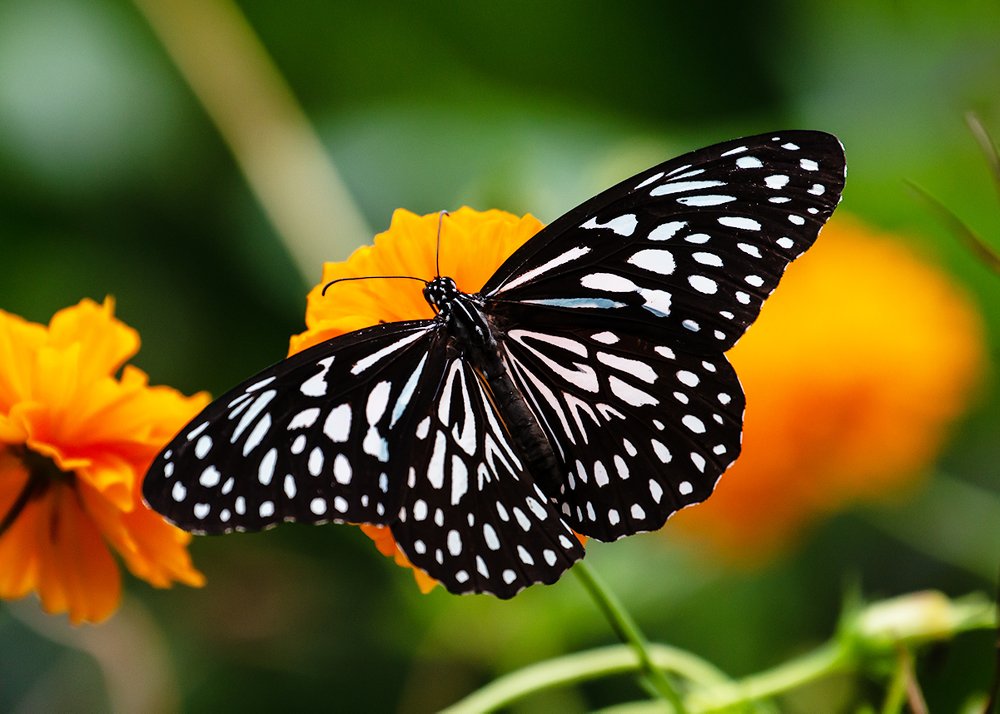 Photograph by Ajay Pangil