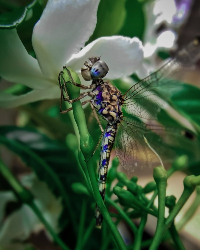 Фотография автора Jayesh Rajput