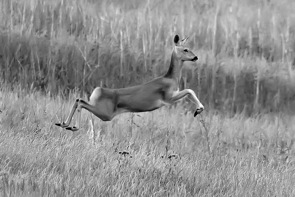 Photograph by Вячеслав Ладанов