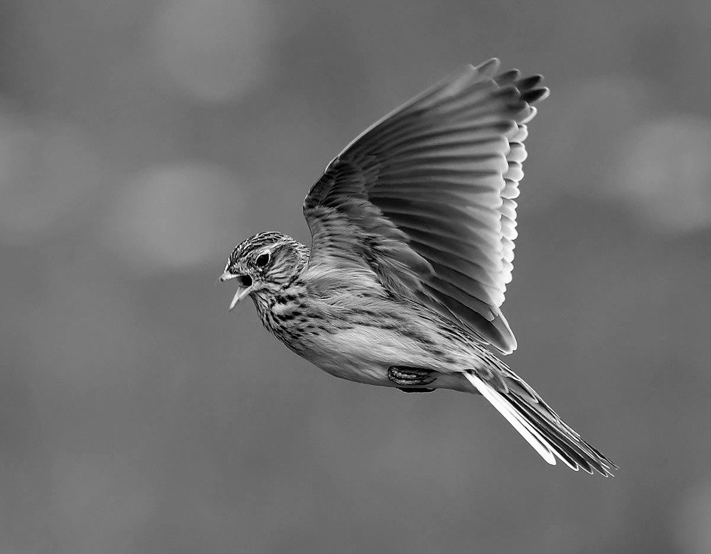 Photograph by Вячеслав Ладанов