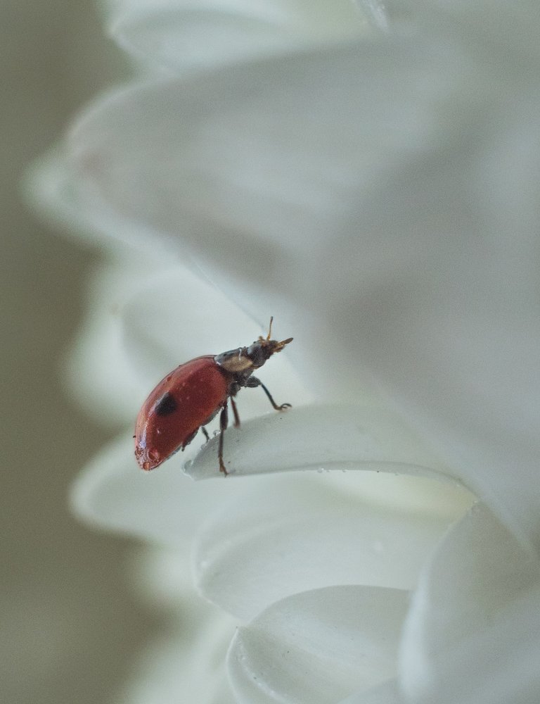 Фотография автора Римма Савина