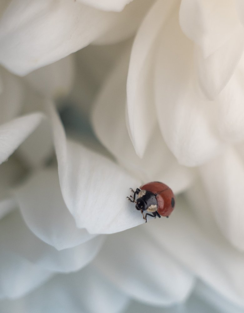 Фотография автора Римма Савина