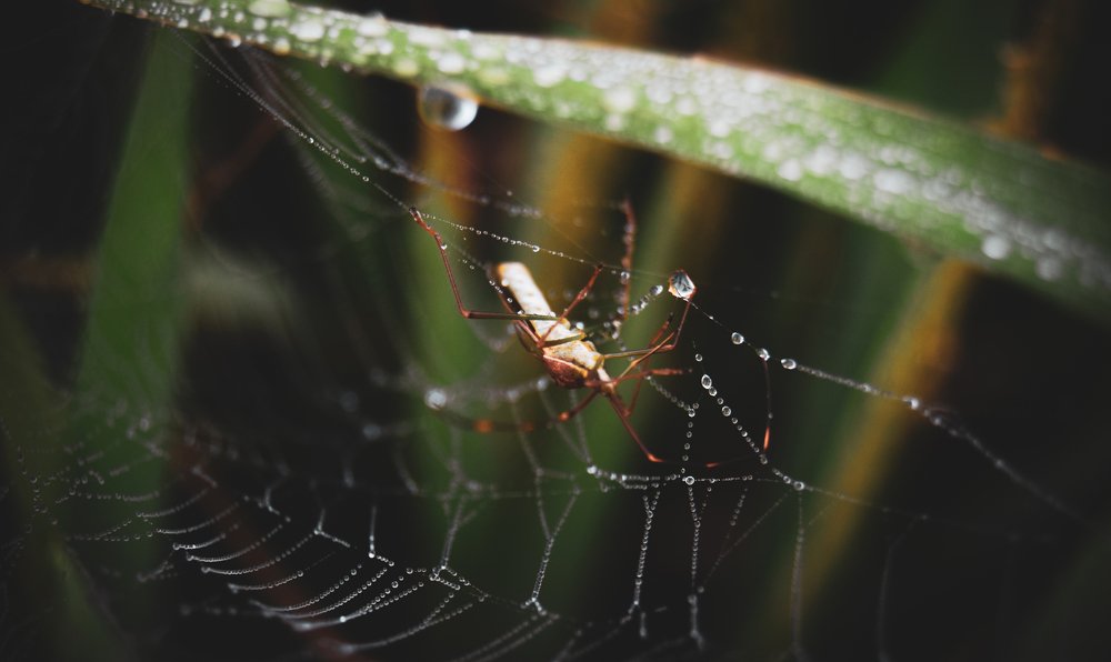 Photograph by shinlay shinas