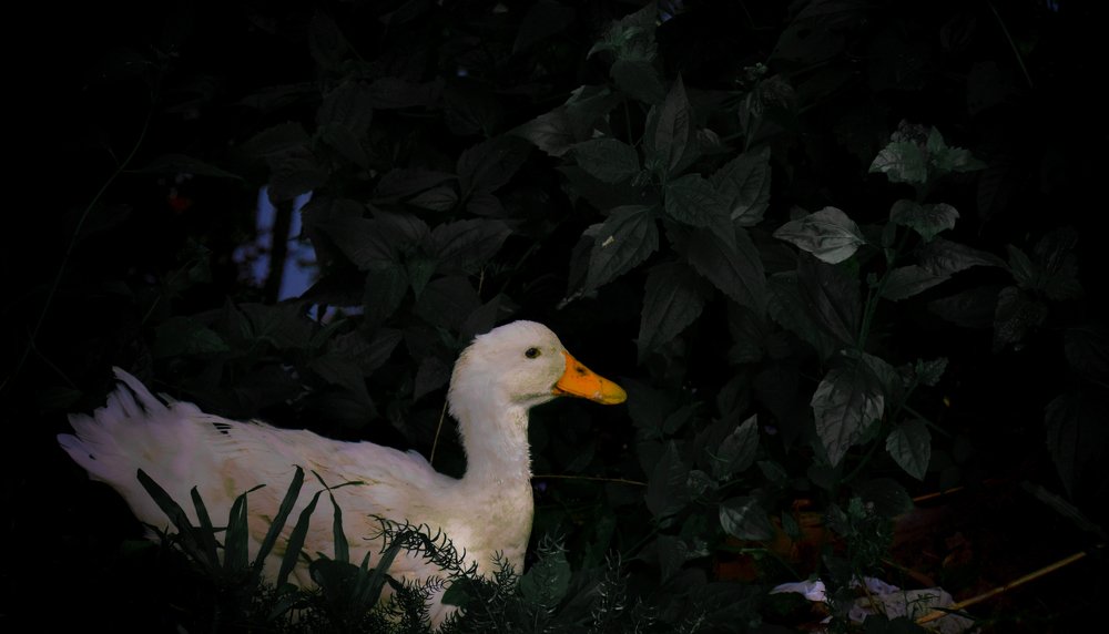 Photograph by shinlay shinas