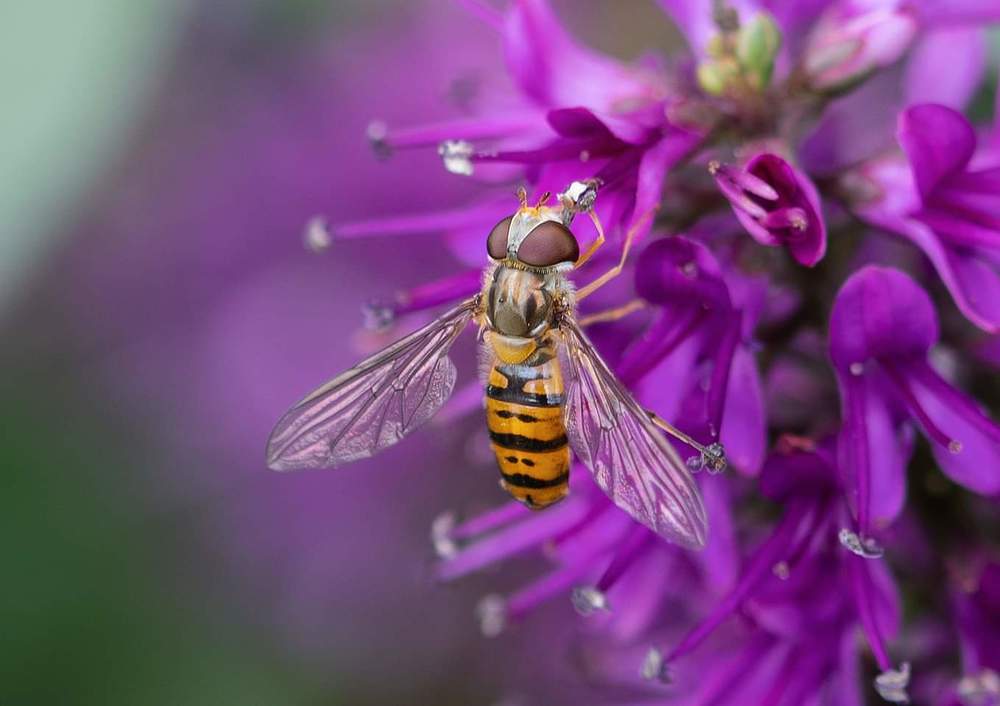 Photograph by Dave Woodcock