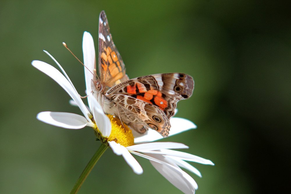 Photograph by Silvaní Hernández