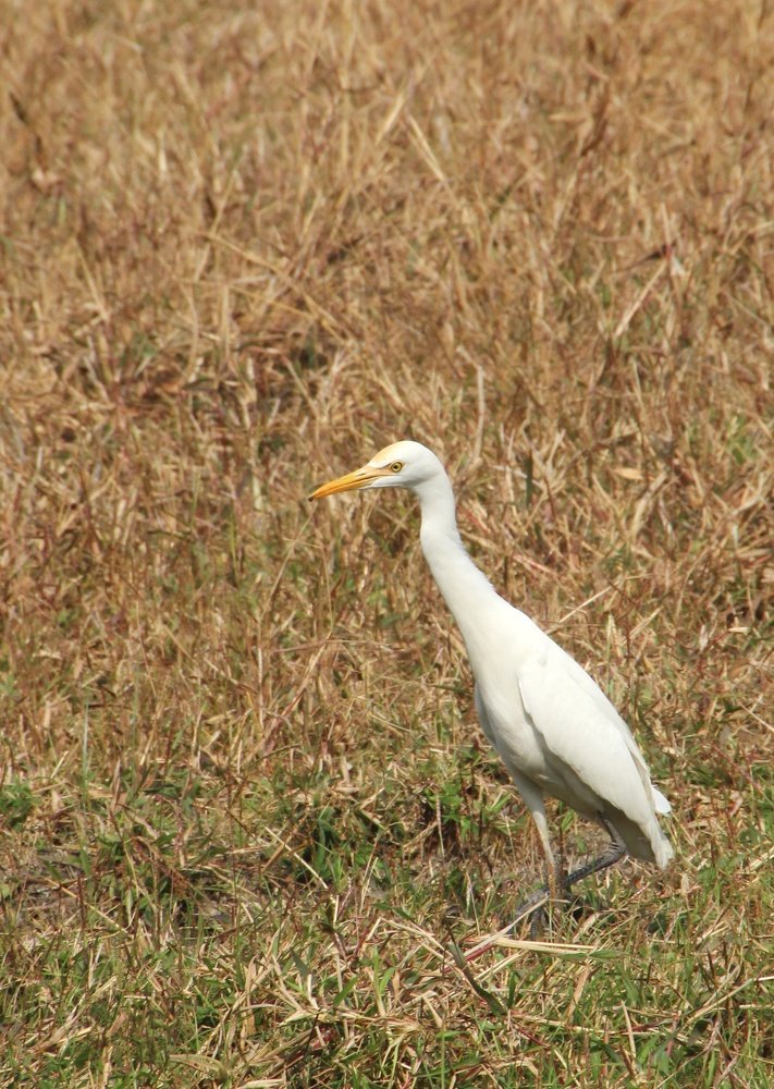 Photograph by Kapilesh Gujarathi