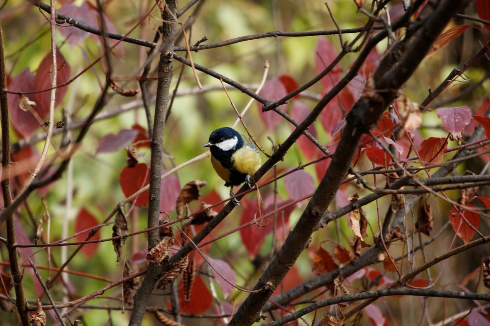 Photograph by Диана Шевчук