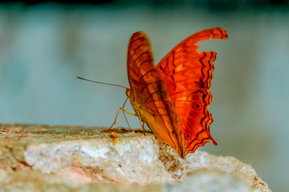 Photograph by firanurfitra