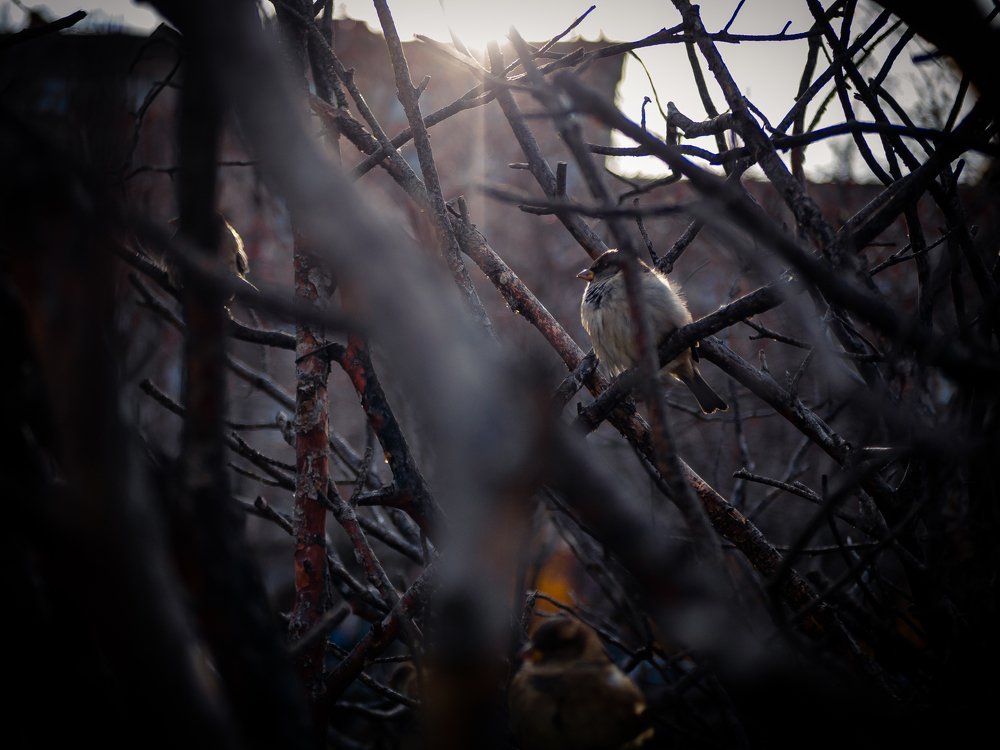 Photo #5092410