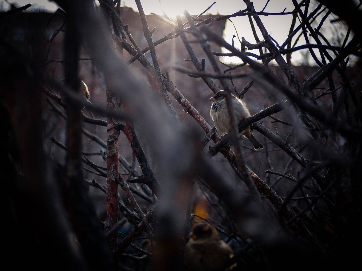 Photo #5092410
