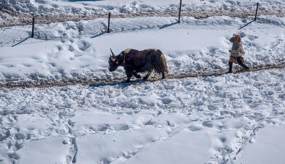 Yak in Kibber, India