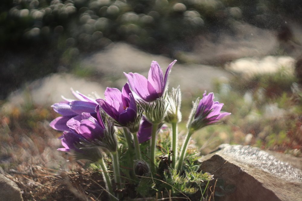 Сон-трава проснулась