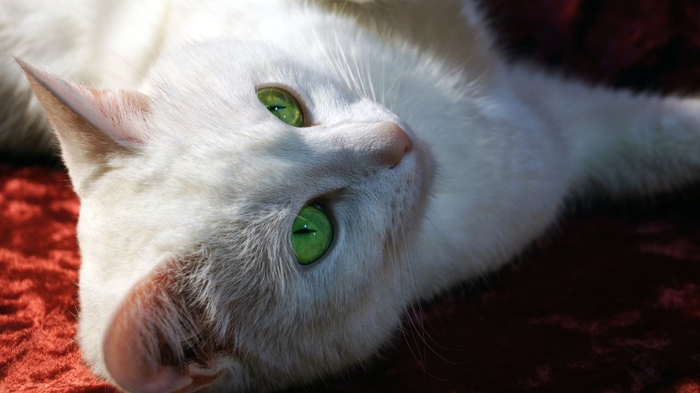 Фотография автора Степан Давыдов