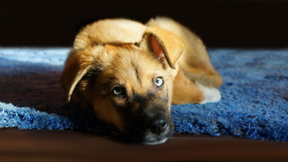 Фотография автора Степан Давыдов