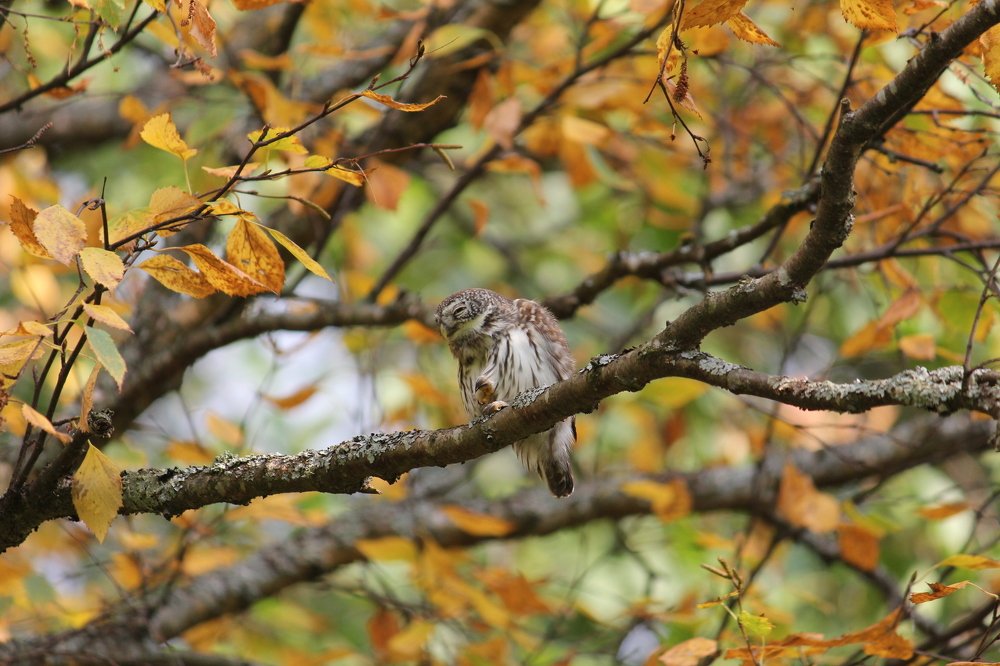 Photograph by Ирина Комарова
