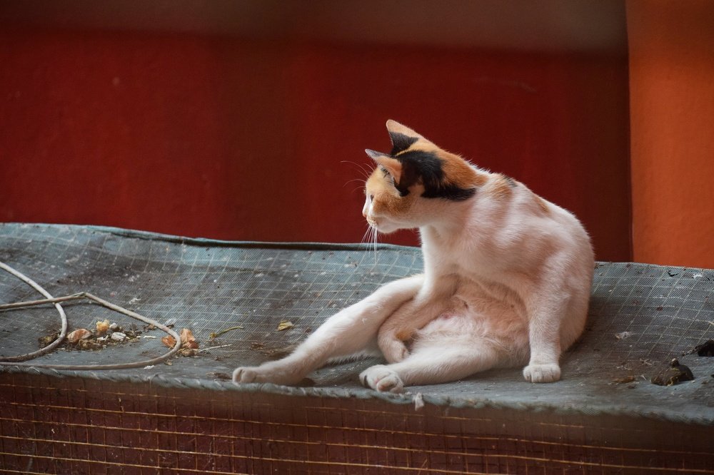 Photograph by SANCHARI SEN