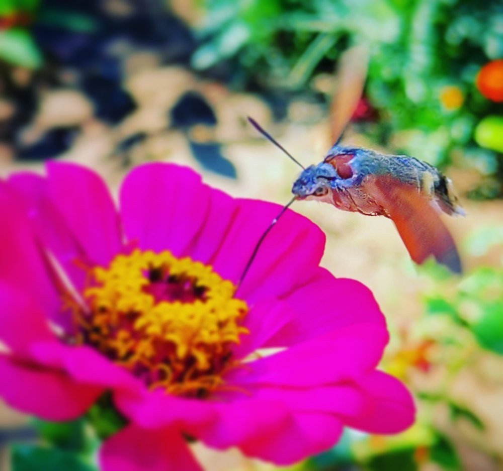 Полет бражника