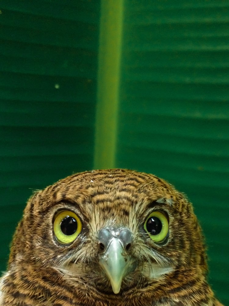 Photograph by Harisankar B