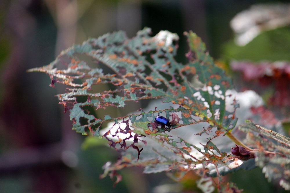 Photograph by Ирина Комарова