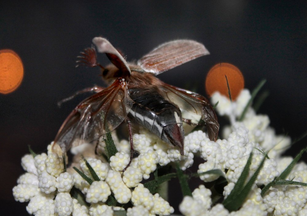 Photograph by Наталья Жигарева