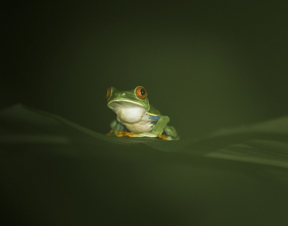 Looking at the night