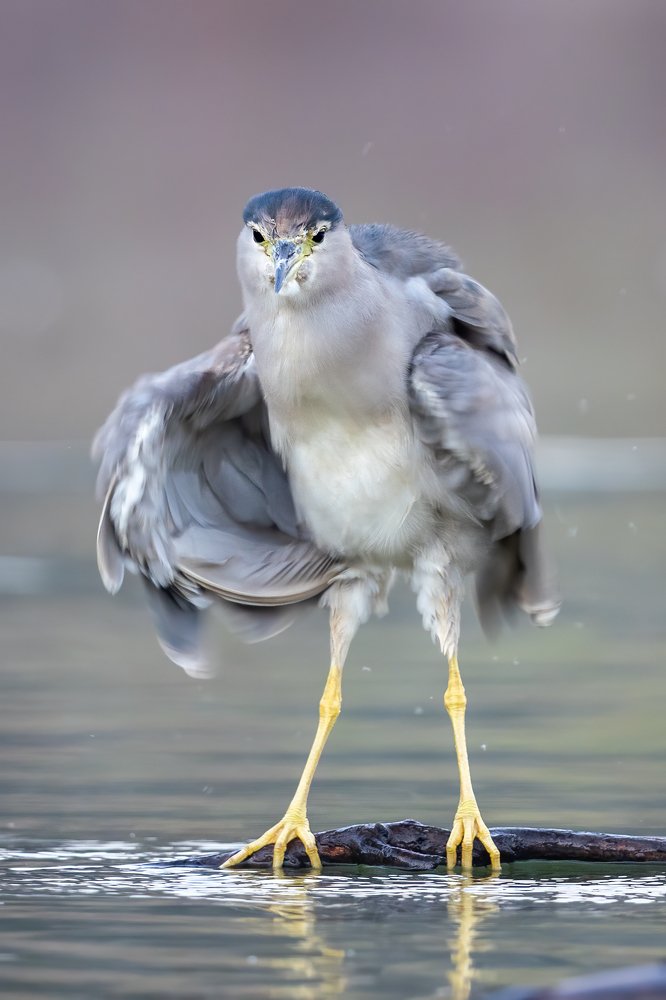 A Night Heron shaking out his feathers
