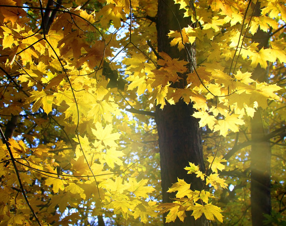 Photograph by Михаил Коханчиков