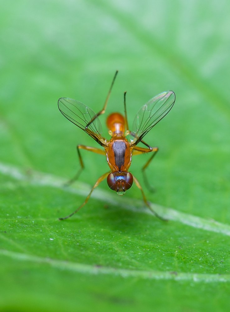 Photograph by Shakti brata Bhattacharjee
