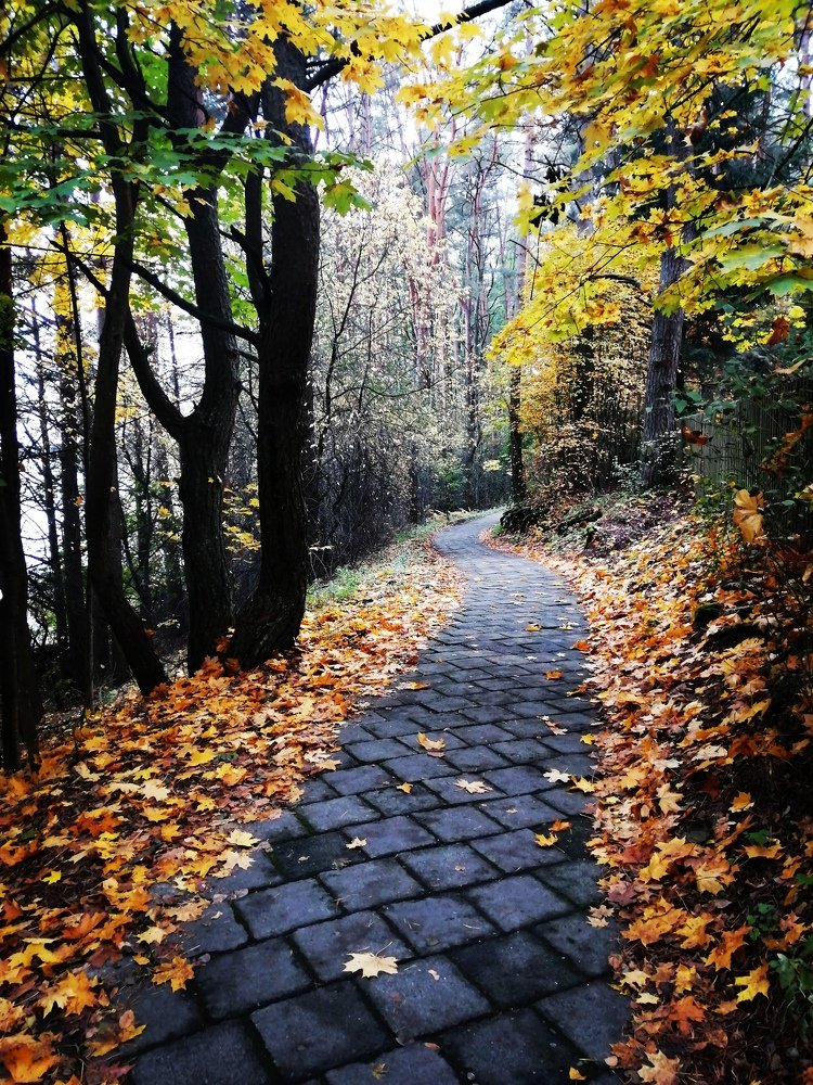 Осень на озере Нарочь