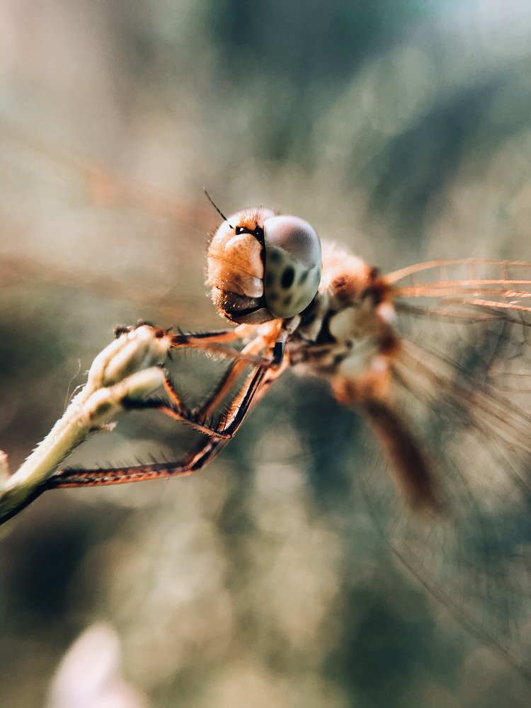 Photograph by Карина Мамлютова