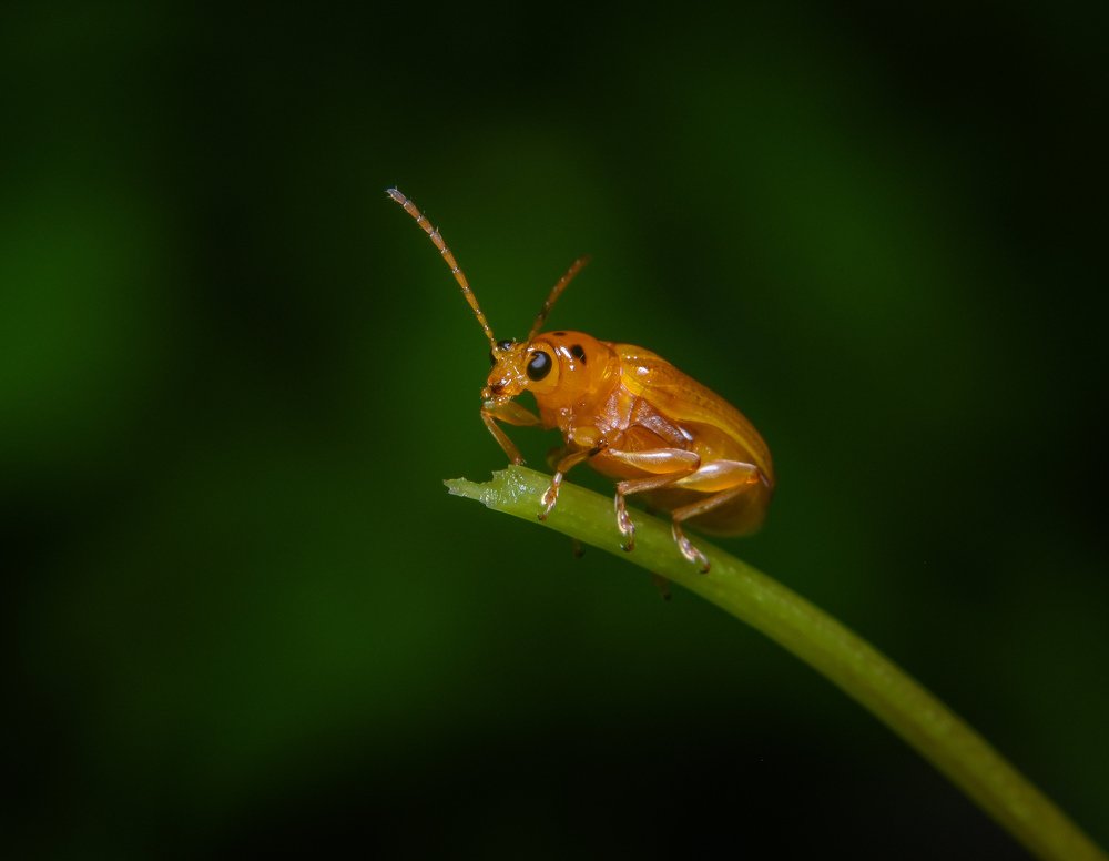 Photograph by Shakti brata Bhattacharjee