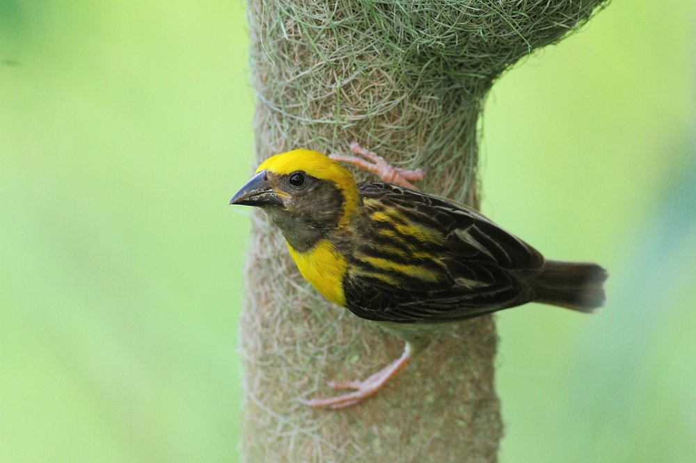 Photograph by Manish Arya