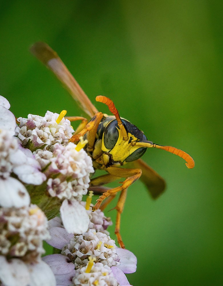 Photograph by Ecel Roja Sandalo