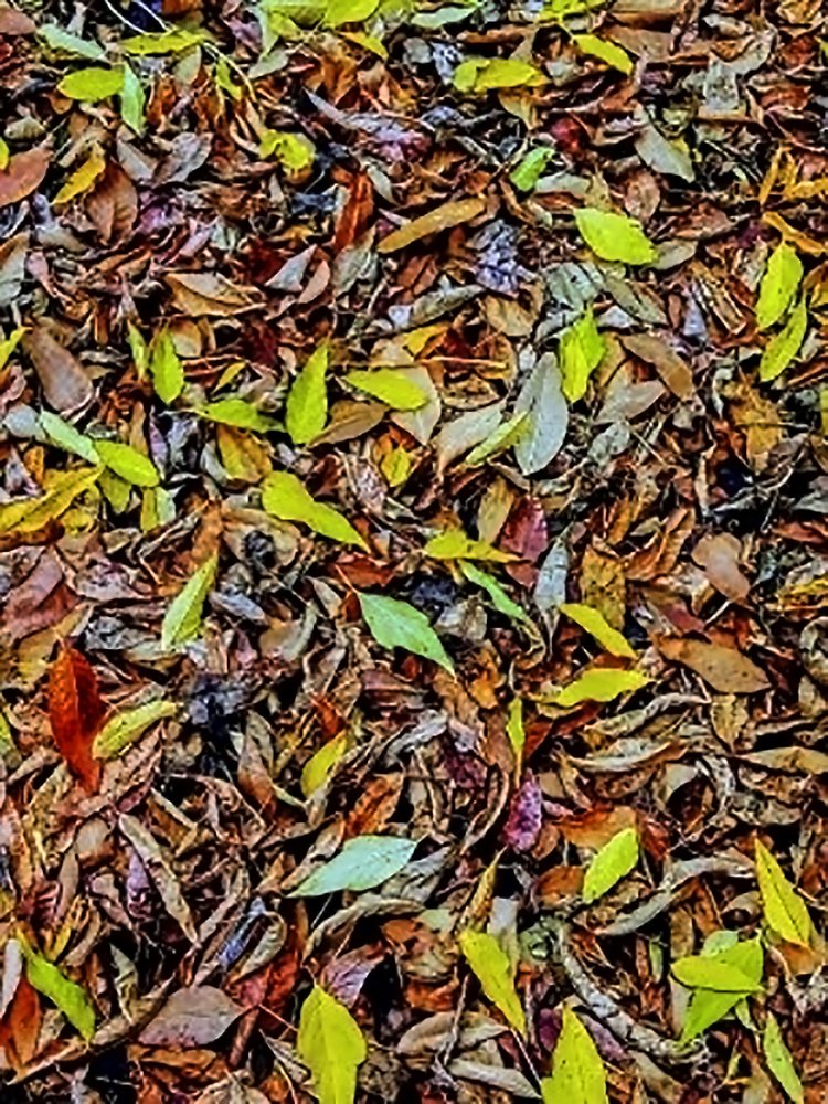 Осенний ковер