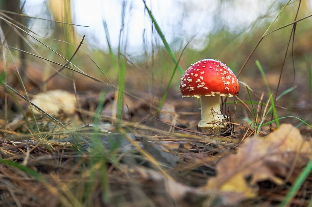 Лесные грибы. Мухомор
