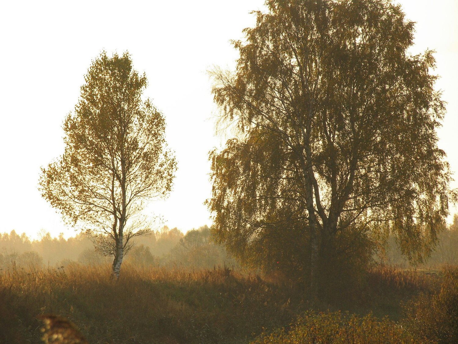 Березовый рассвет