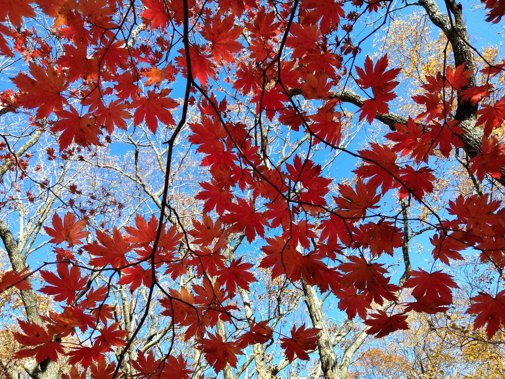 "...мириады листьев багряных". Корейские клены. Приморье.